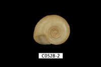 藏品(紅蘋果螺)的圖片